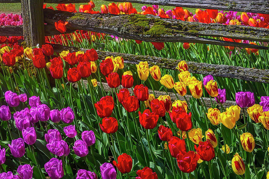Tulips Growing By Old Fence Photograph by Garry Gay