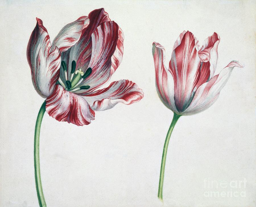 Tulips Drawing by Heritage Images