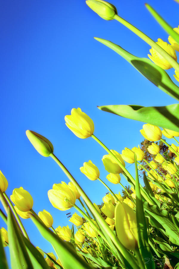 Tulips Holland  Michigan 838 Photograph by Evie Carrier