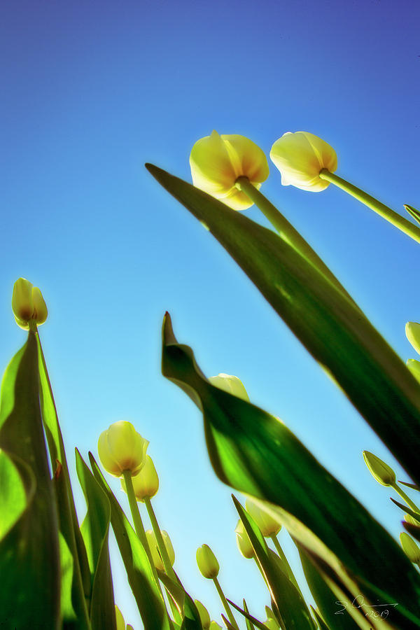 Tulips Holland Michigan 944 by Evie Carrier Tulips Holland Michigan 944 by Evie Carrier
