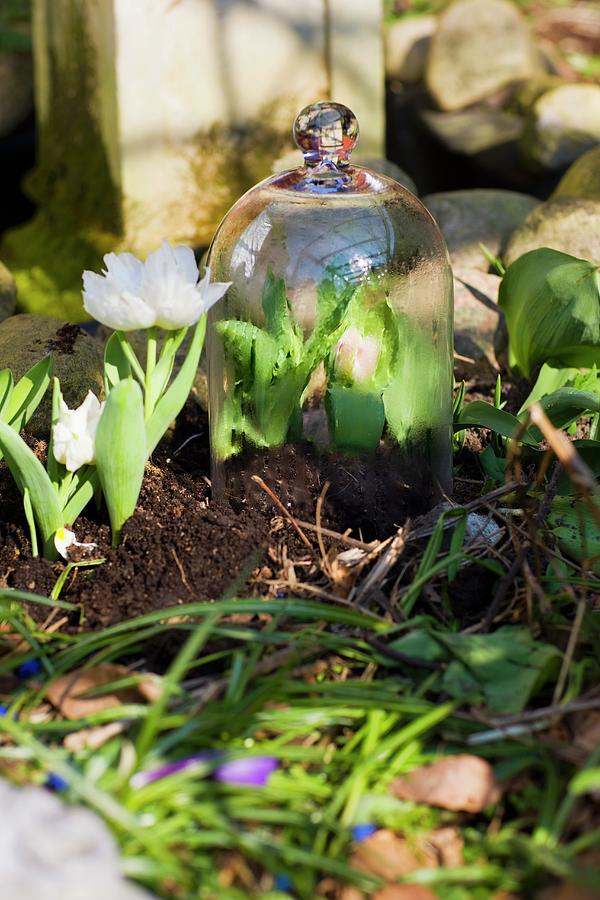Tulips In A Bed, Some Under A Glass Cloche Photograph by Per Magnus Persson