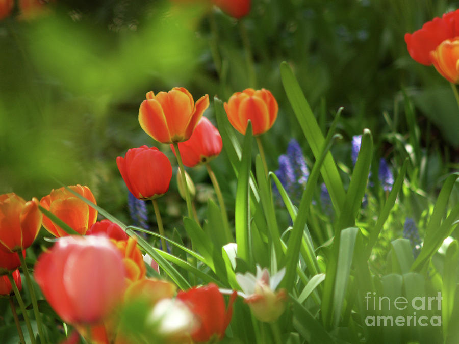 Tulips In A NY Garden Photograph by Dorothy Lee