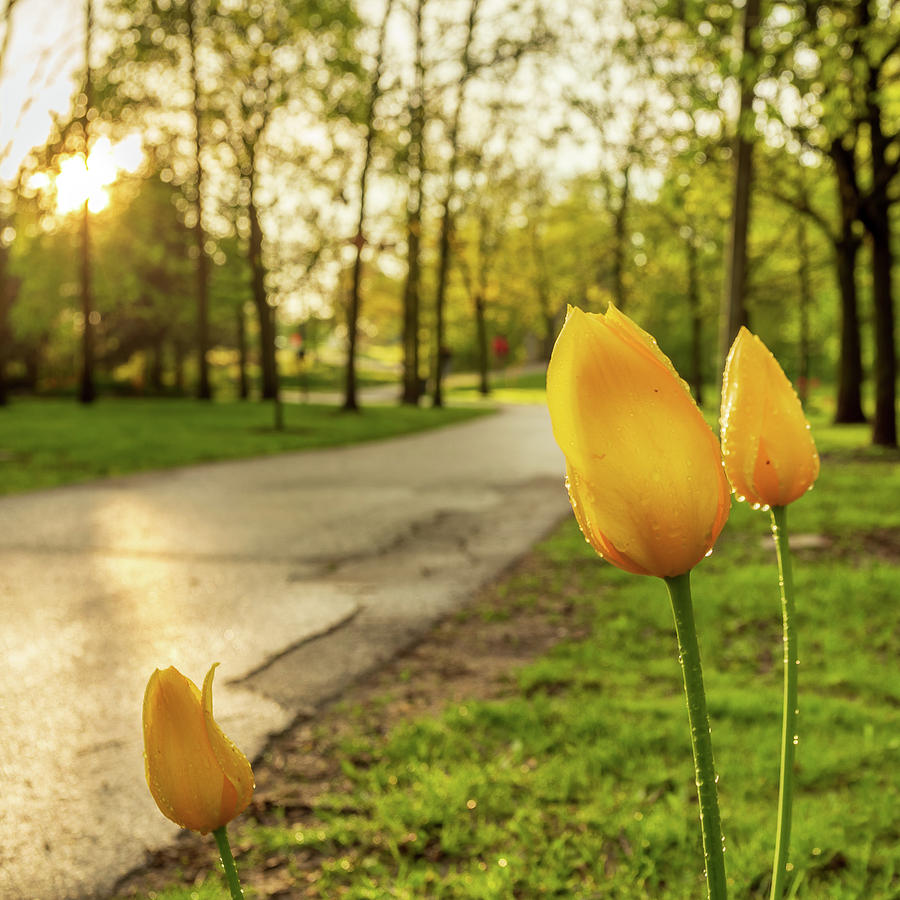 Tulips in a park Photograph by SAURAVphoto Online Store