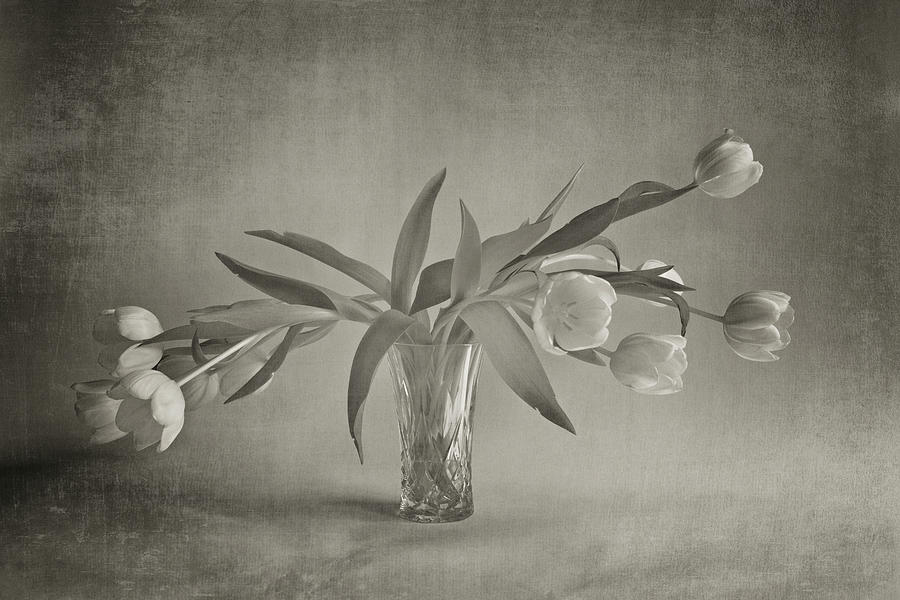 Still Life Photograph - Tulips In A Vase by Doug Chinnery