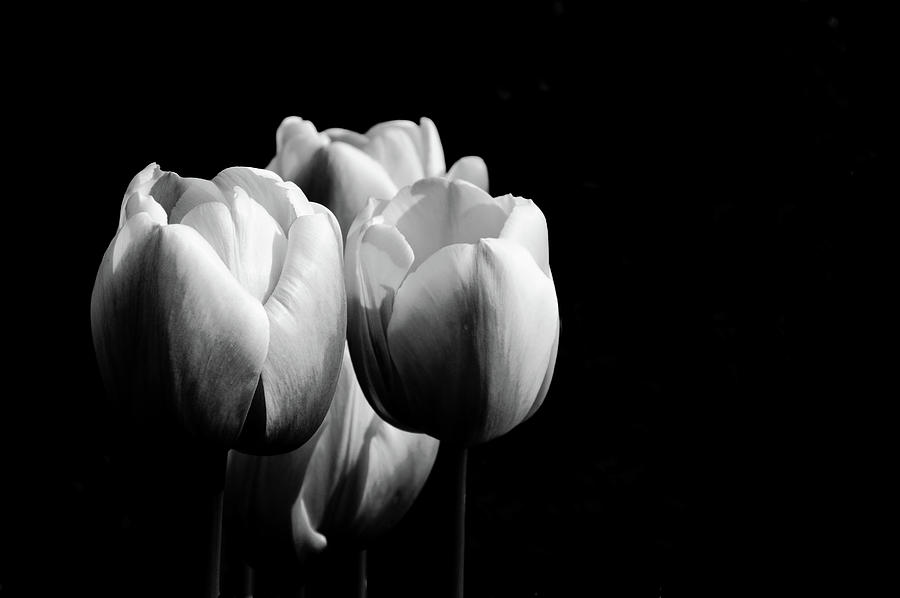 Tulips in Black and White Photograph by Eleanor Bortnick