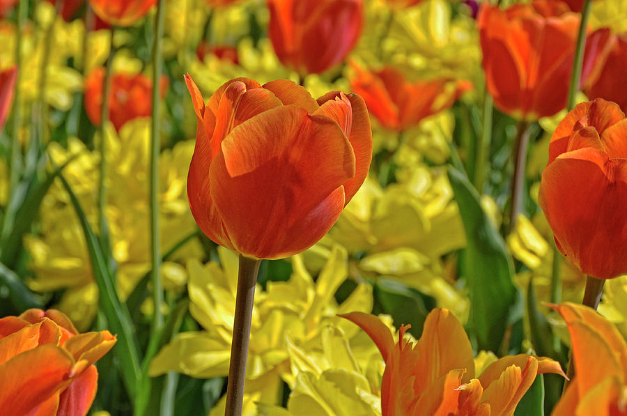 Tulips In Bloom Photograph by Dbushue Photography