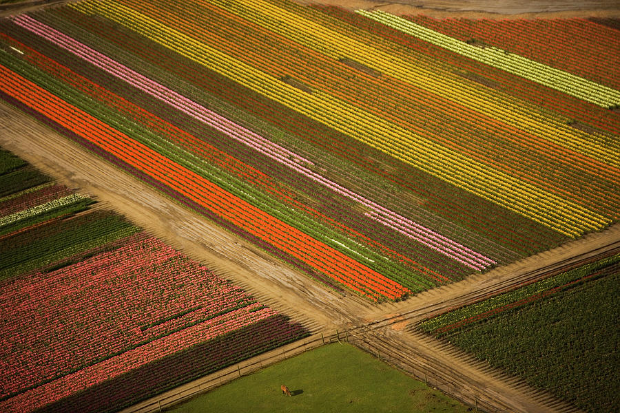 Tulips In Bloom Grown In Open Fields Photograph by Mint Images - Art Wolfe