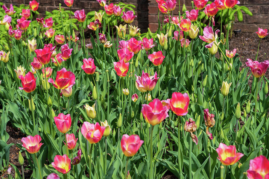 Spring Photograph - Tulips in Bloom by Joe Benning