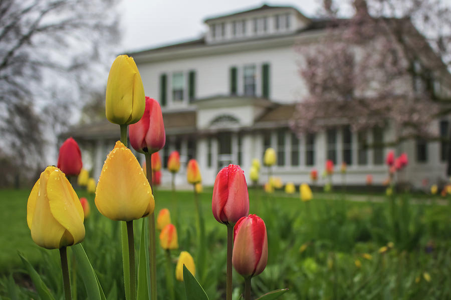 Tulips in front of the Eldon House Photograph by Jay Smith
