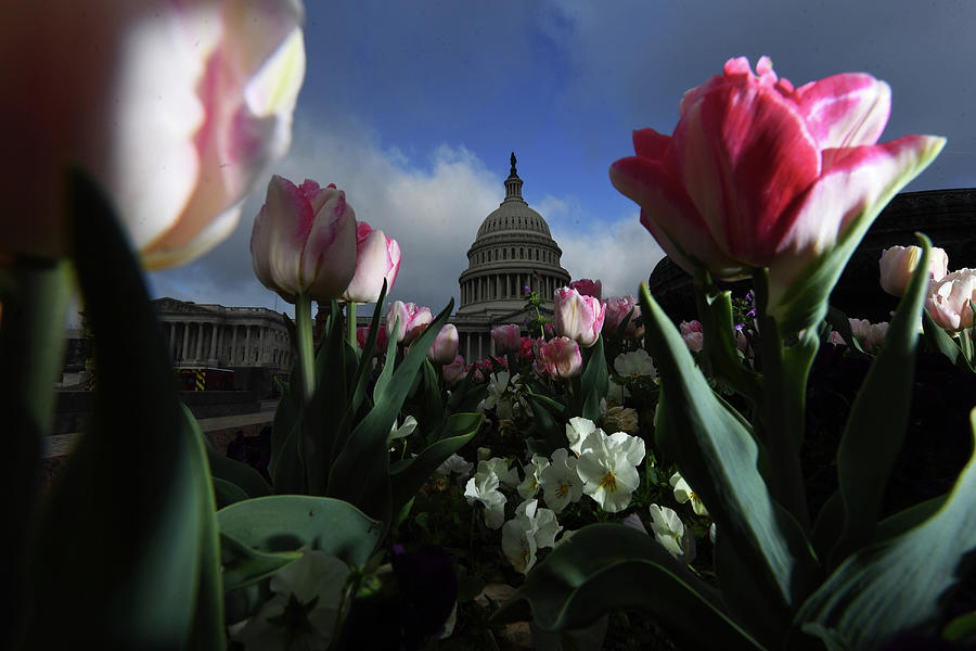 Tulips In Front Of Us Capitol Photograph by The Washington Post