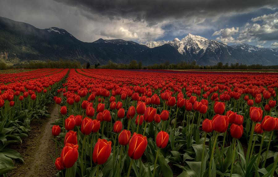 Landscape Photograph - Tulips In Great Vancouver Bc Canada by Fred Zhang