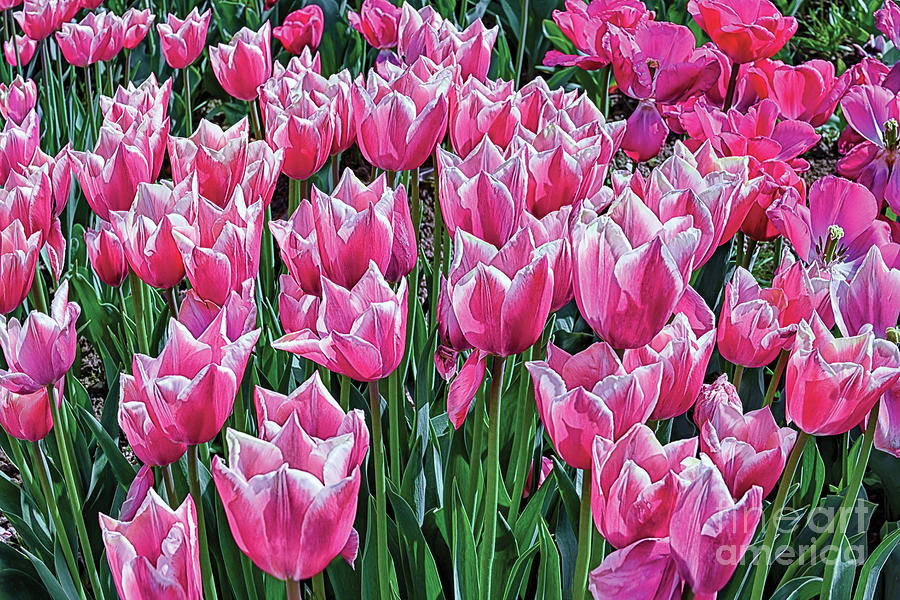 Tulips In Magenta And White Photograph