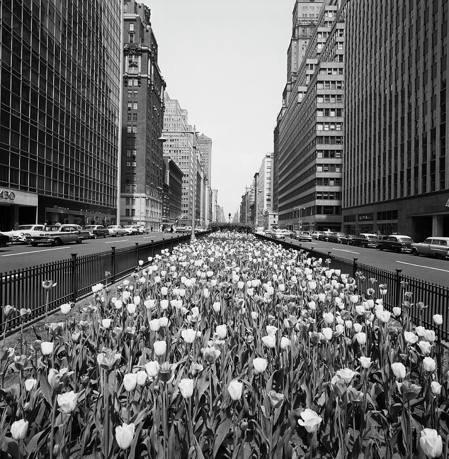 Tulips In Middle Of City Street Photograph by George Marks