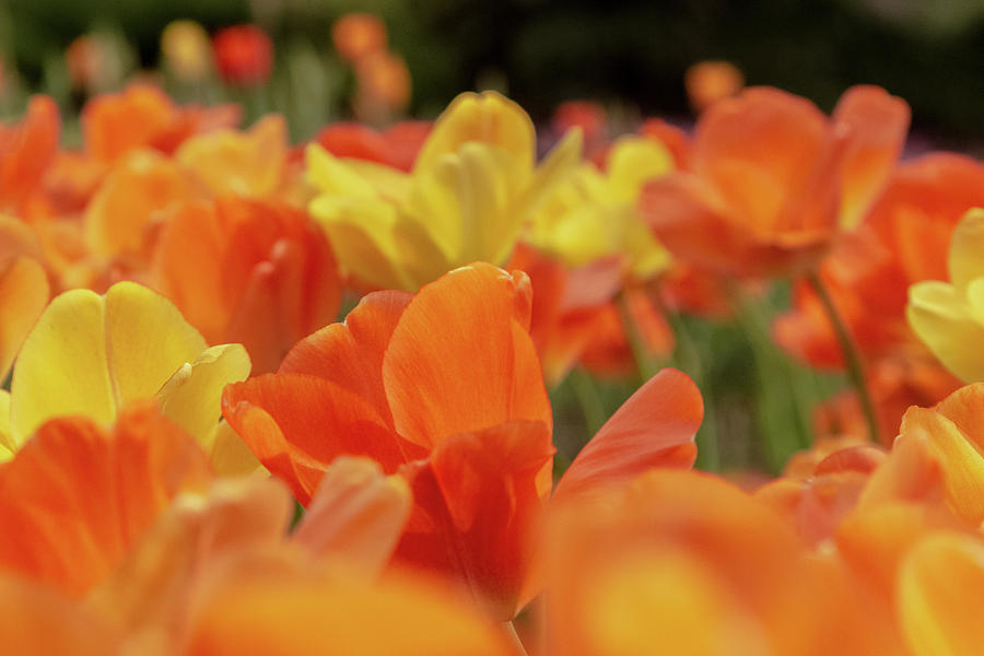 Tulips in Orange Photograph by Joe Kopp