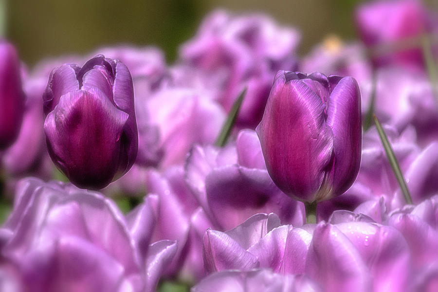 Tulips in Purple Photograph by Wolfgang Stocker