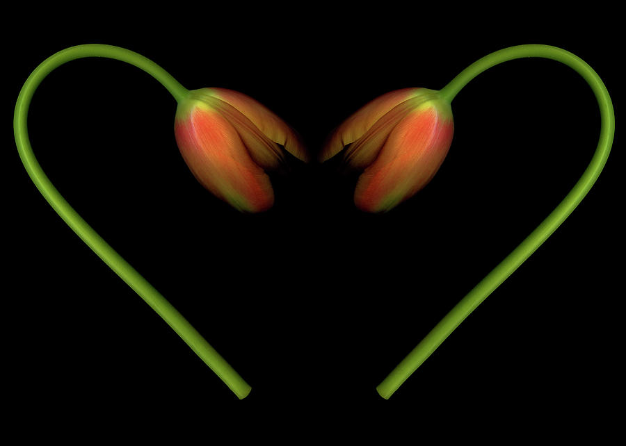 Tulips In Shape Of Heart Photograph by Marlene Ford