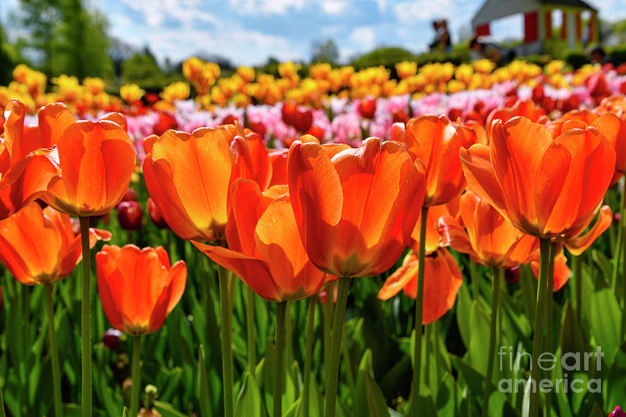 Tulips in Slovenia Photograph by Norman Gabitzsch