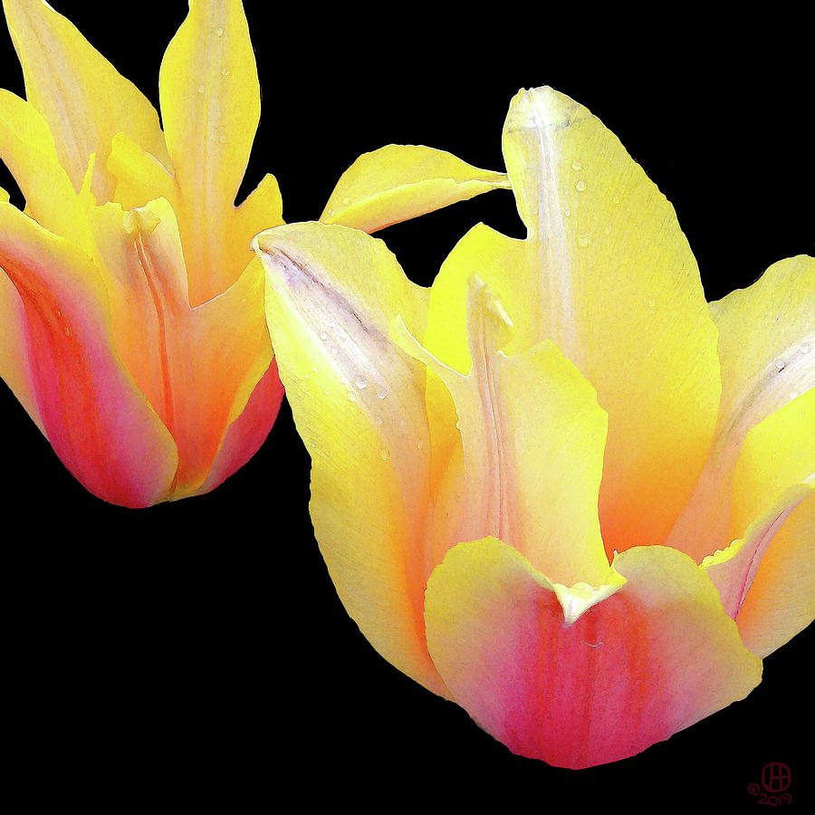 Tulips in Space Digital Art by Gary Olsen-Hasek