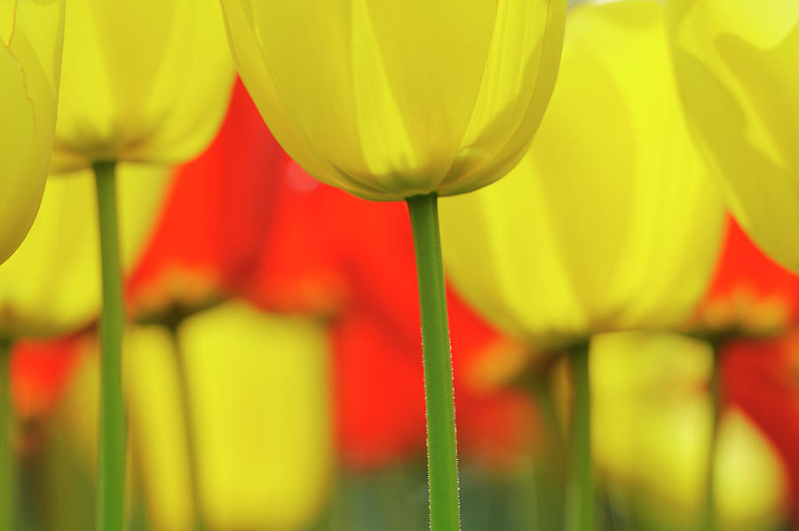 Tulips In Spring, Close-up, Selective Photograph by Martin Ruegner