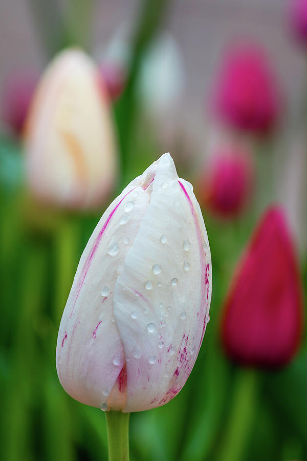 Tulips in the dew Photograph by Jack Clutter