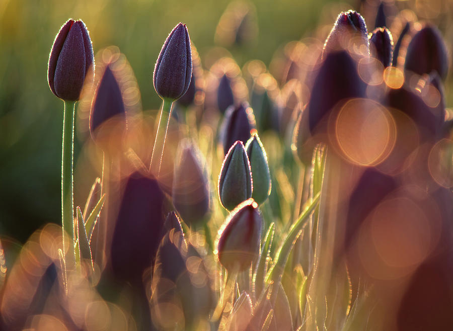 Tulips In The Morning With Dew Photograph by Blue Hour Photography