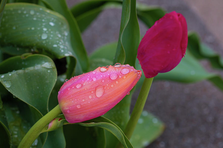 Tulips in the rain Photograph by Jack Clutter