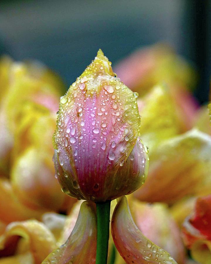 Tulips in the Rain Photograph by Susan Rydberg