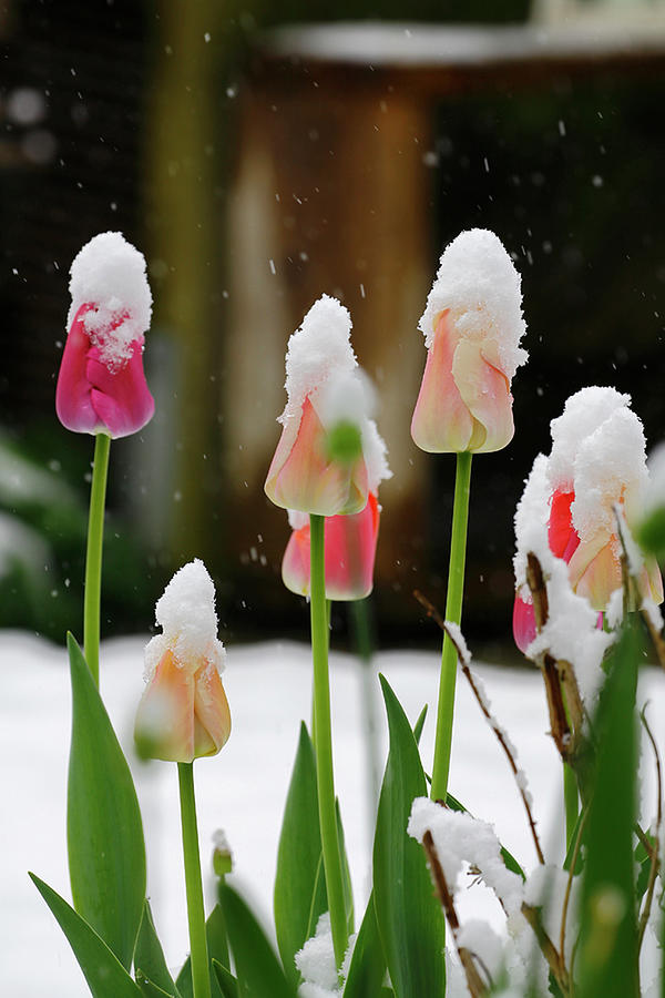 Tulips In The Snow Photograph by Karlheinz Steinberger