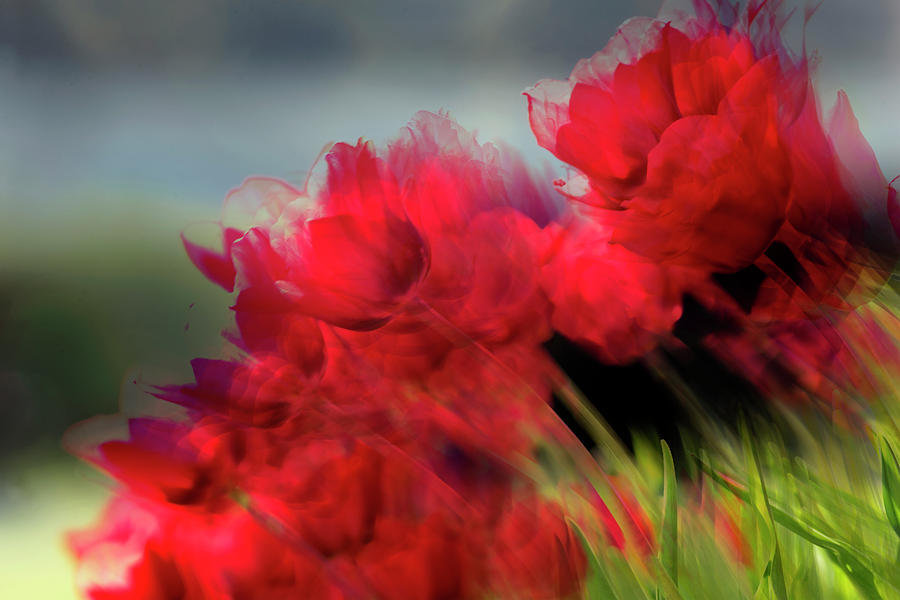 Tulips in the Wind Photograph by Art Whitton