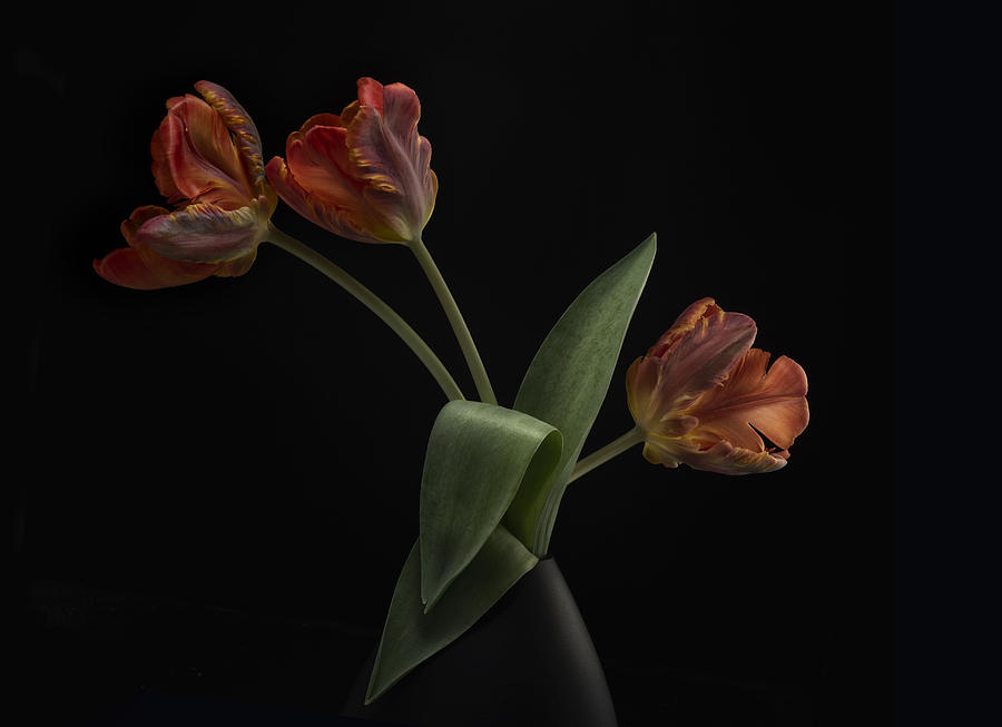 Flower Photograph - Tulips In Vase by Lotte Grnkjr
