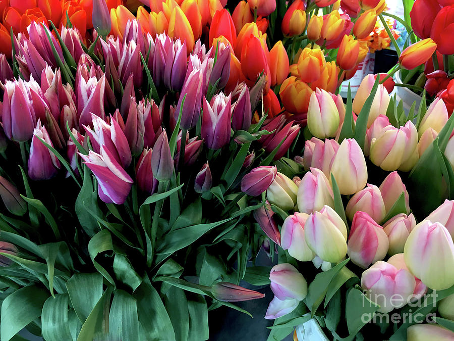Tulips Photograph by Ivete Basso Photography
