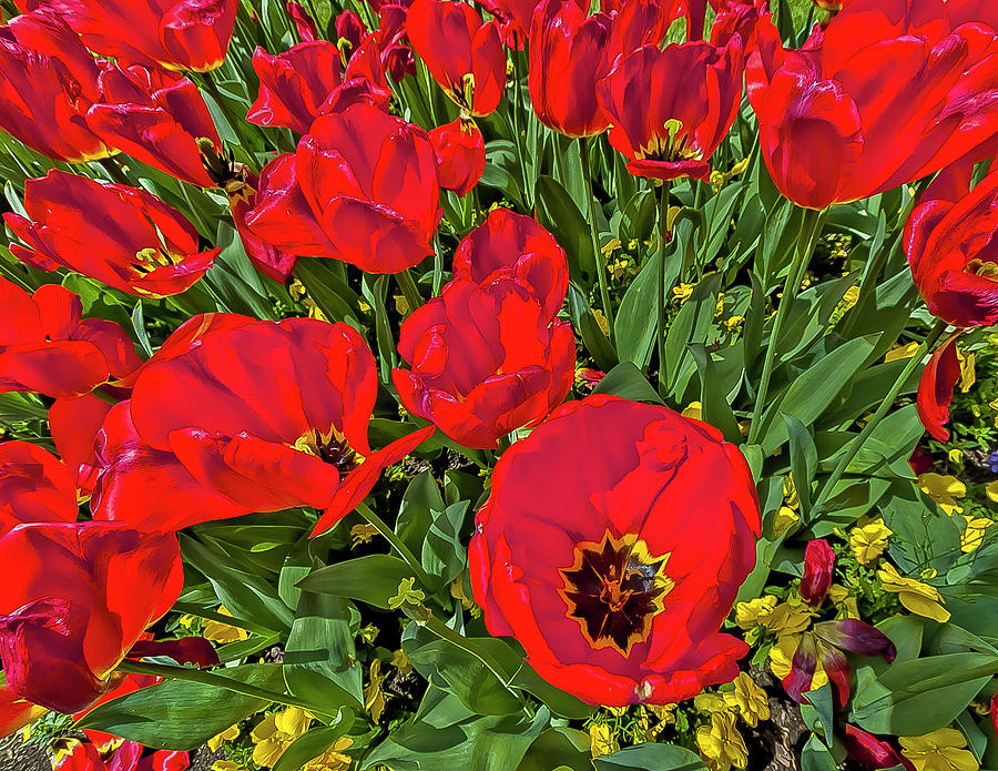 Tulips Photograph by Jay Binkly