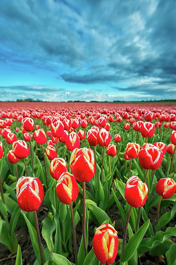 Tulips Photograph by Jenco van Zalk