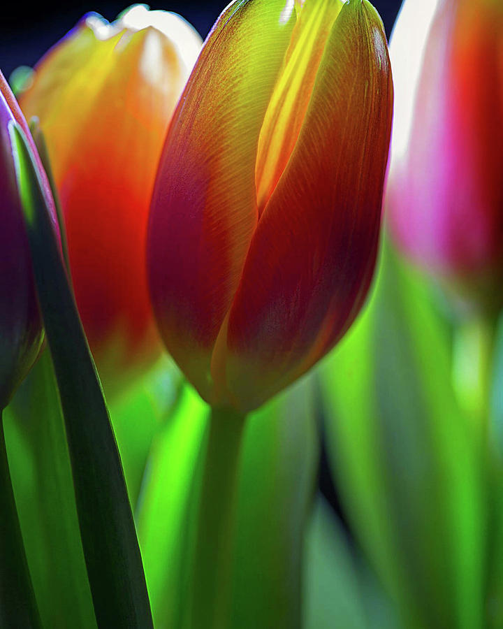 Tulip Photograph - Tulips by John Rodrigues