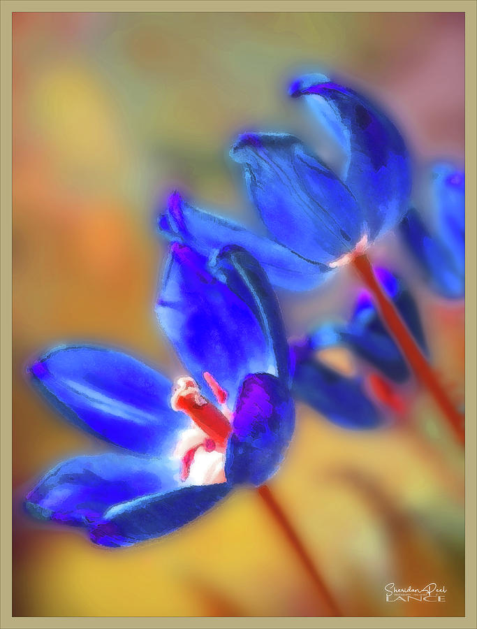 Tulips by Lance Sheridan-Peel Tulips by Lance Sheridan-Peel