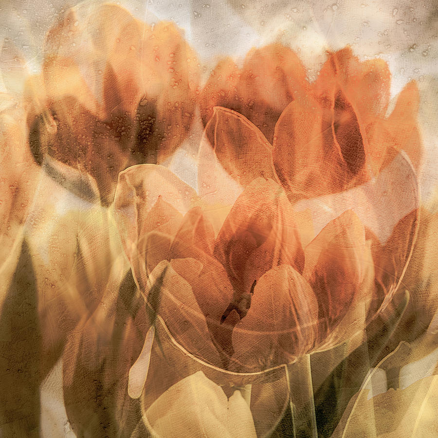 Tulips Photograph by Luc Vangindertael (lagrange)