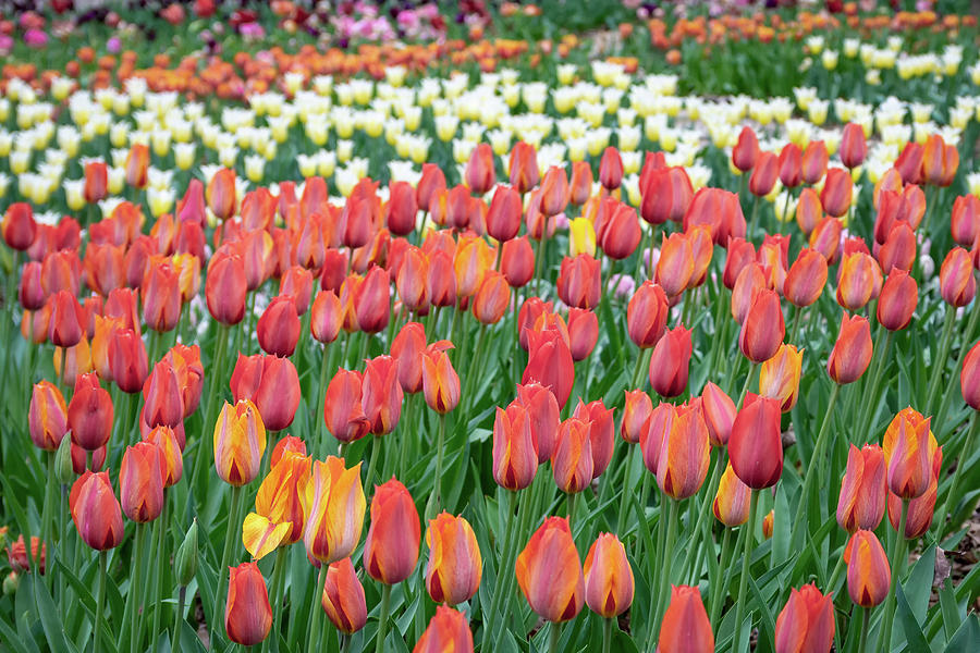 Tulips March Forth Photograph by James Barber