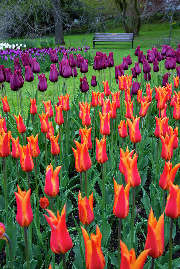 Tulips Photograph by Mark Papke
