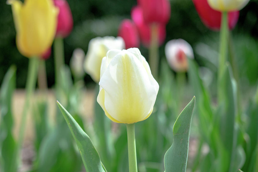 Tulips Photograph by Mary Ann Artz