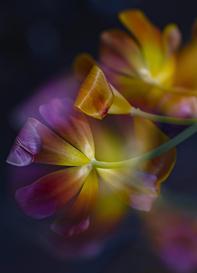 Still Life Photograph - Tulips by Monique Van Velzen