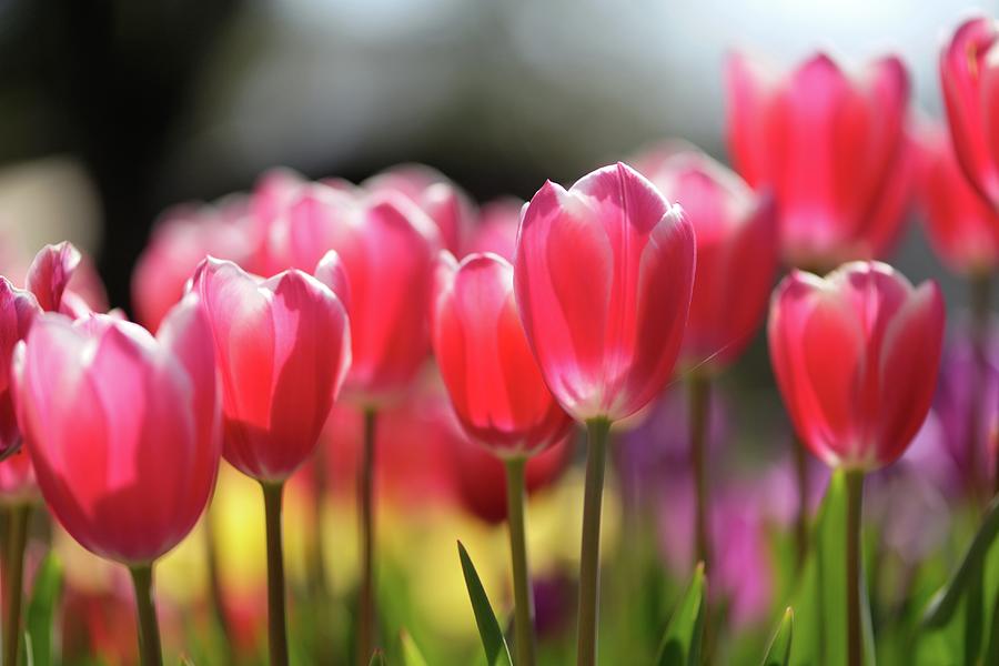 Tulips Photograph by Myu-myu