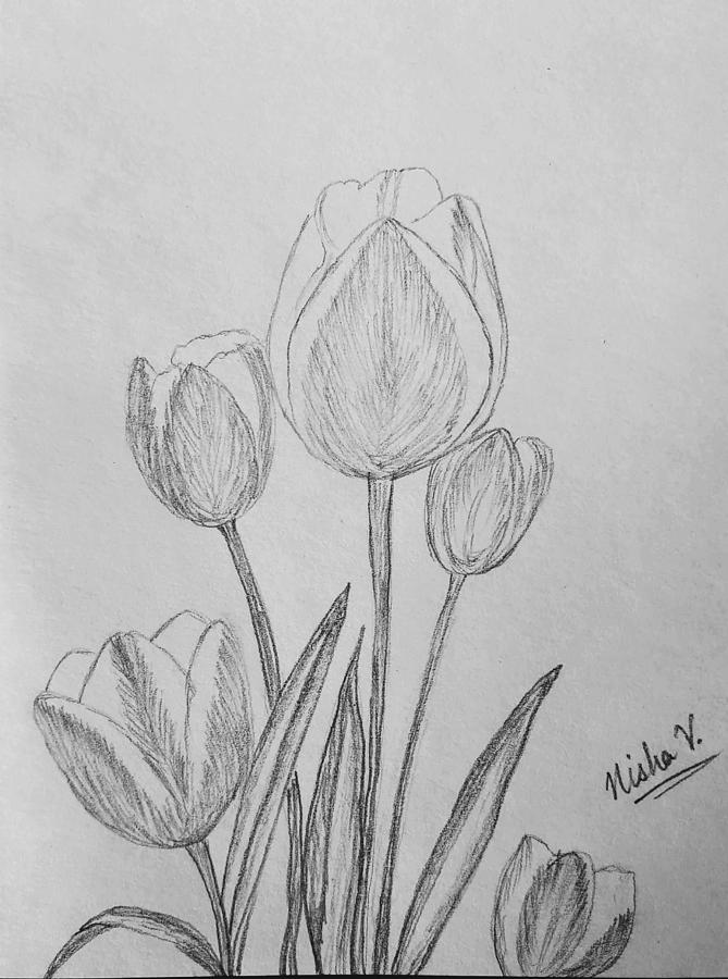Tulips Drawing by Nishma Creations