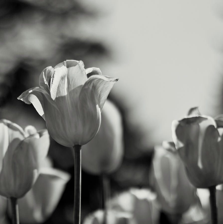 Tulips Photograph by Olga Tremblay