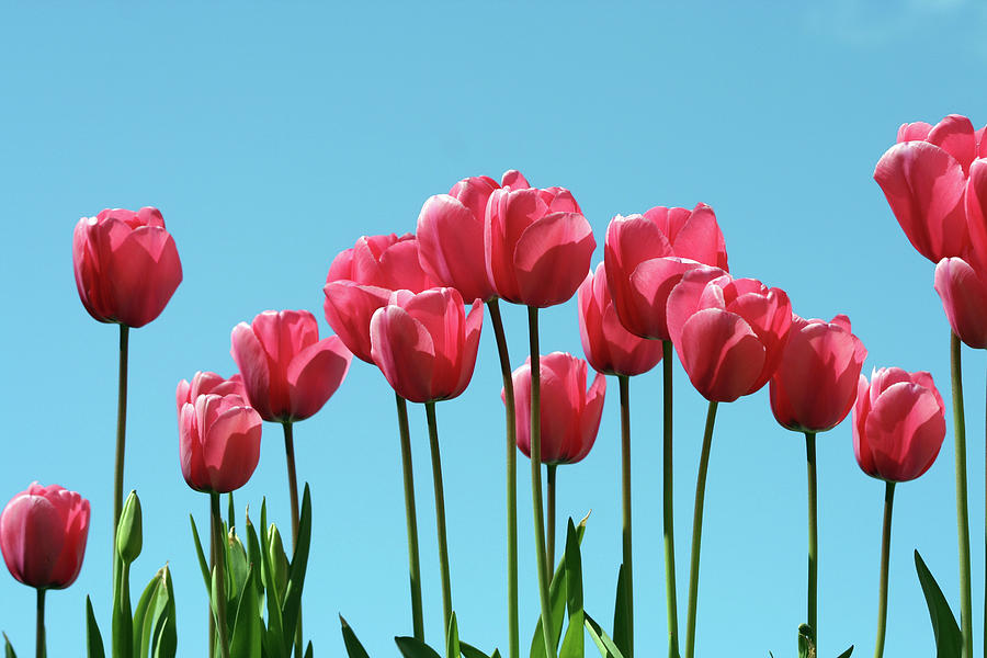 Tulips On A Blue Sky 2 Photograph by Amph
