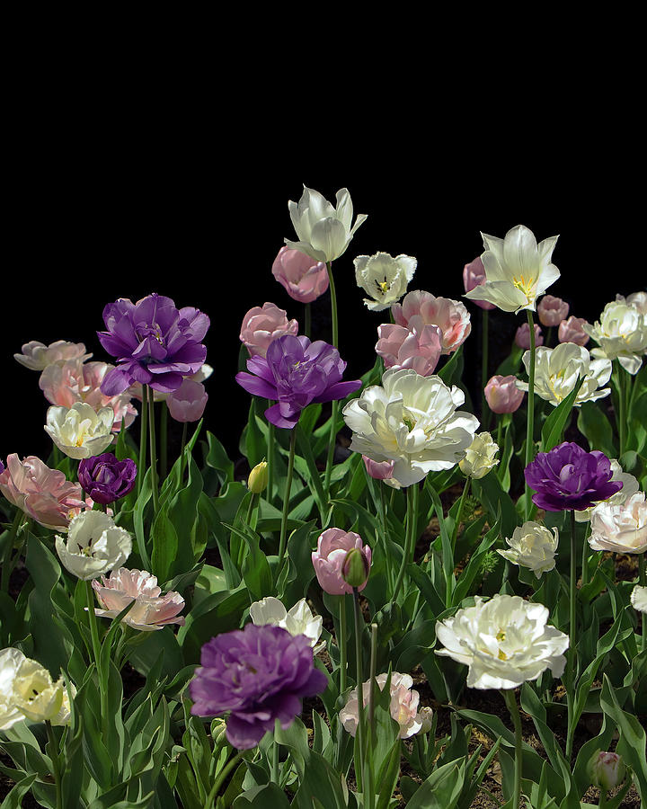 Tulips On Black Background Photograph by Eric Van Den Brulle