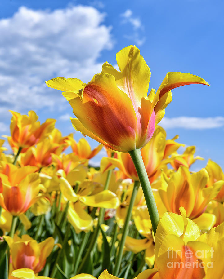 Tulips Orange and Yellow Photograph by Norman Gabitzsch