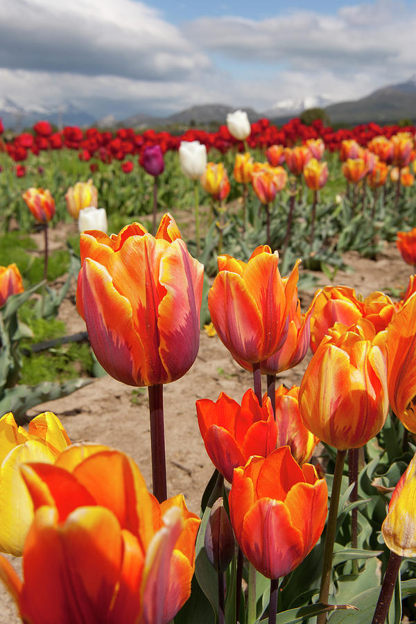 Tulips Plantation Photograph by Johanes Duarte