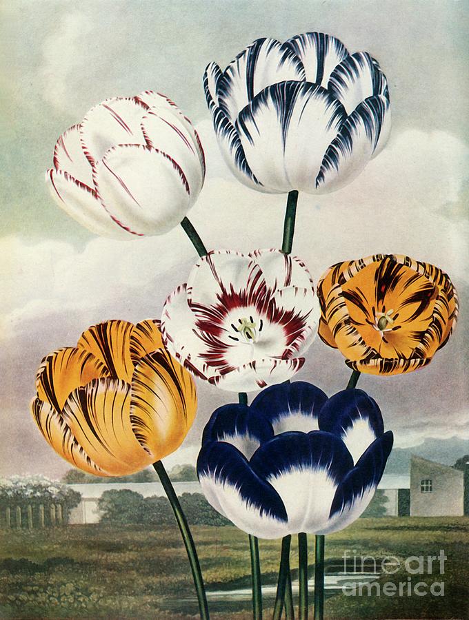Tulips Drawing by Print Collector