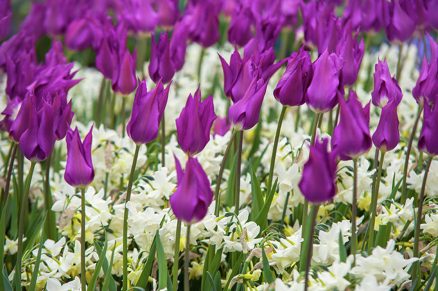 Tulips Purple Dream with White Daffodils 1 Photograph by Jenny Rainbow