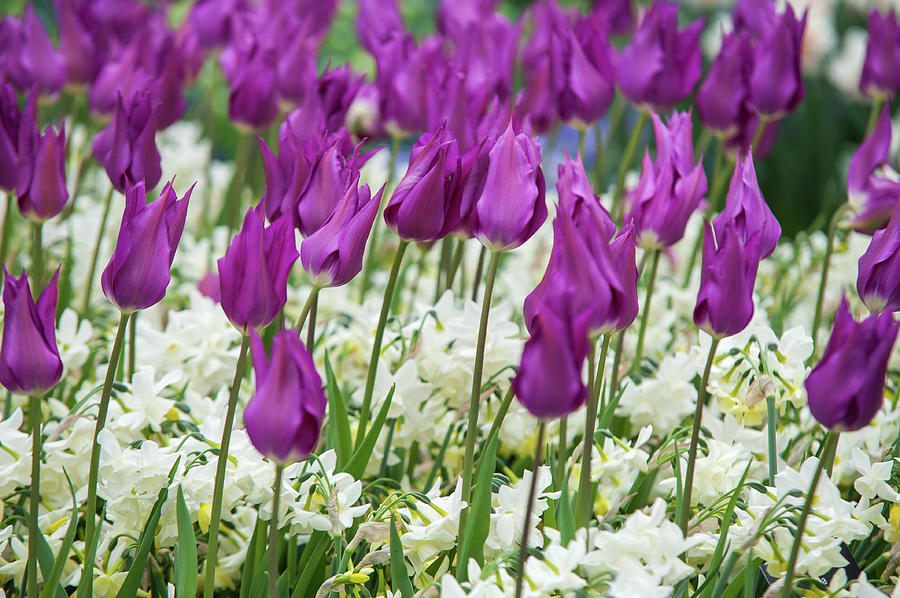 Tulips Purple Dream with White Daffodils Photograph by Jenny Rainbow